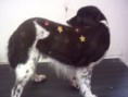 Tatoocão